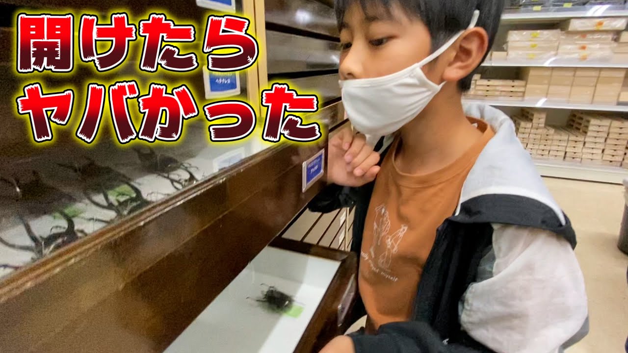 【大興奮】凄まじい数の虫が収納された棚を開けてみた