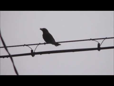 鳥さんに詳しい人 この鳥なんですか 鳥 野鳥 鳥に詳しい人 Youtube 鳥さんに詳しい人 この鳥なんですか 鳥 野鳥 鳥に詳しい人 Youtube