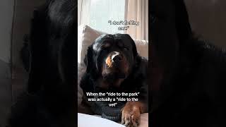 “Can’t believe this” #rottweiler #funny #viral #pets