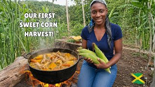 π½ WE GREW OUR OWN BREAKFAST! π―π² Harvesting Our FIRST Sweet Corn on Our Jamaican Homestead π―π² π½ WE GREW OUR OWN BREAKFAST! π―π² Harvesting Our FIRST Sweet Corn on Our Jamaican Homestead π―π²