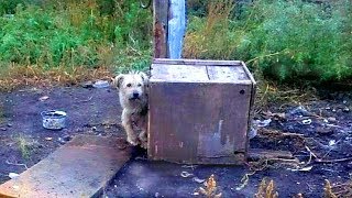 Пёсика кормили лишь корками хлеба и очистками, он никогда не видел ласки и доброго отношения к себе Пёсика кормили лишь корками хлеба и очистками, он никогда не видел ласки и доброго отношения к себе