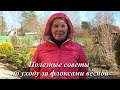 Флоксы весной. Советы по уходу и подкормке от Анны Калугиной