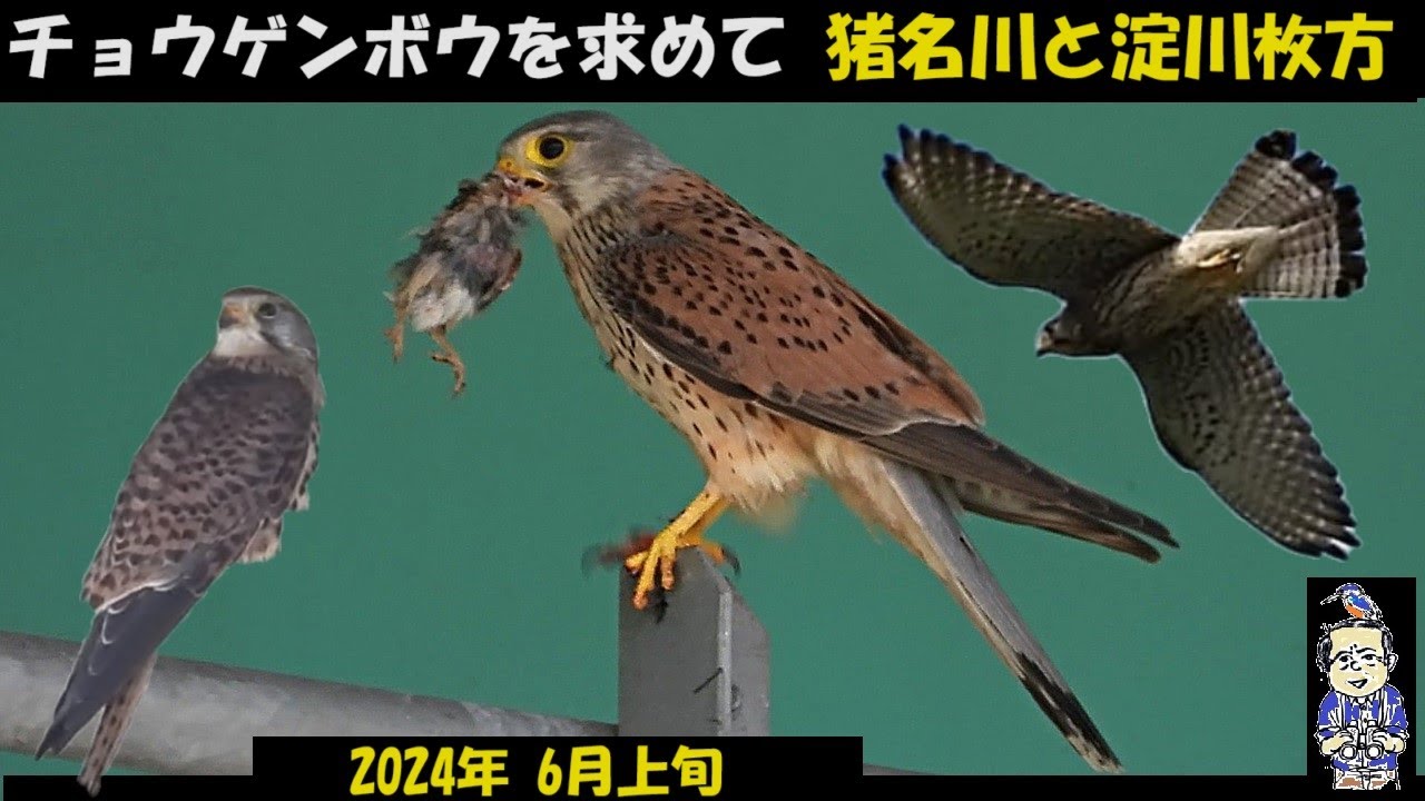 Awesome! In search of the kestrel (a type of falcon) breeding in