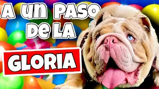 CASI GANO COMPETENCIA DE BULLDOG INGLES