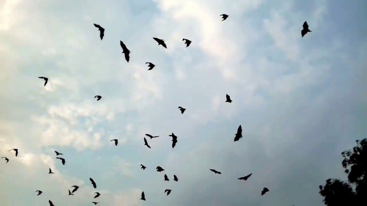 Bats Flying In The Sky Nature Youtube