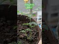 Curry Leaves Growth | Week 5 | #curryleaves #plantgrowth #shorts