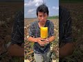 Harvesting Pineapple Fruit Farming Pineapple Satisfying Agriculture Harvesting Pineapple Fruit Farming Pineapple Satisfying Agriculture