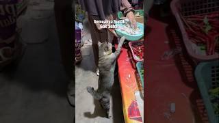 Sudah Gak Sabar #shorts #cat #kucing #animals #rescue #pets #kitten #catlovers