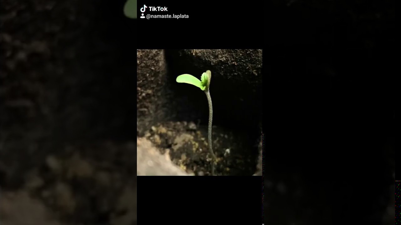 Nutripack Namaste Nutrientes