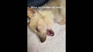 When dog woke up from anesthesia😂 #viral #dog #funny #shorts