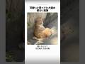 可愛いと思っていた猫の切ない真実