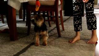 Raw no edit Agent the teacup yorkie plays with my daughter by Agent the teacup Yorkie 39 views 7 years ago 2 minutes, 58 seconds