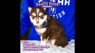 Reba the 8 week pomsky puppy - a little chocolate anyone? 🥰😍👀 by Maine Aim Ranch Dogs 29 views 5 months ago 52 seconds