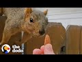 Squirrel Follows Woman Home and Demands Nuts | The Dodo Wild Hearts