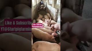 Pork for Christmas Merriment #christmas #fyp #pork #pig #pigfarming #pigfeed #piggery #us