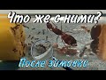 Обзор ВСЕХ колоний после зимы. Новые муравьи и Новый Формикарий! // Муравьиные новости #4.