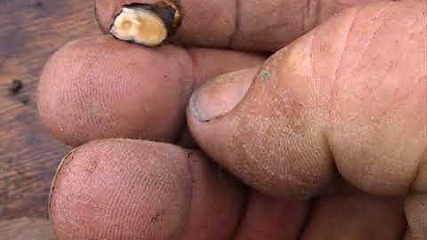 Delphinium eye and bud cuttings 1