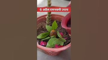 6 अप्रैल रामनवमी उपाय #ytshorts #pandit #shortfeed #youtubeshort #new #hindufestival #ramnavmi
