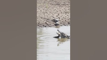 Crocodile Attacks Snake… But Tiger Was Watching! 😳 #shortsfeed #animals