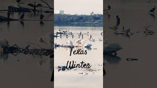 Texas Nature in Winter ❄️ White Pelicans #planet #universemessage