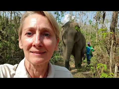 Wideo: Wyłącznie Dla Gwiazd: Ashley Bell O Ochronie Słoni