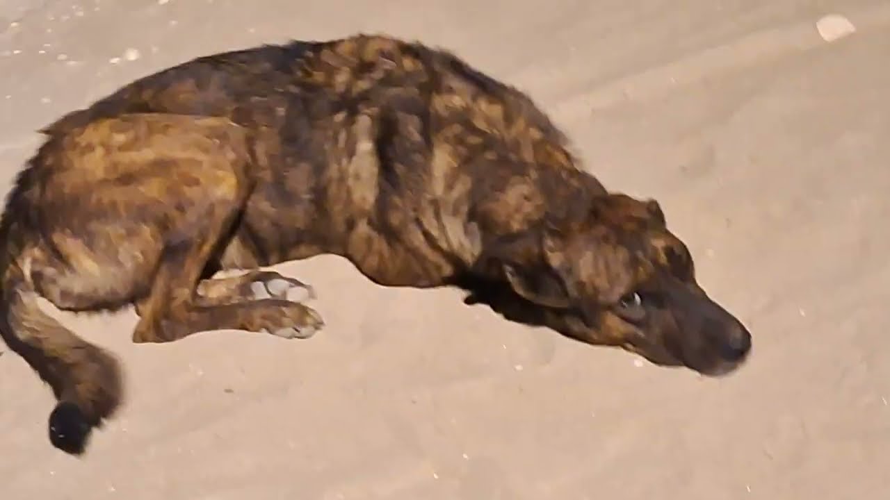 This nice dog doesn't want food or water, he only wants human company