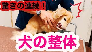 初めての犬の整体で驚きの連続！【シニア犬ケア】