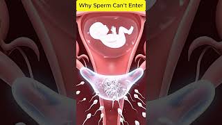 Why Sperm Can’t Enter: The Hidden Barrier Stopping Sperm #pregnancy #science