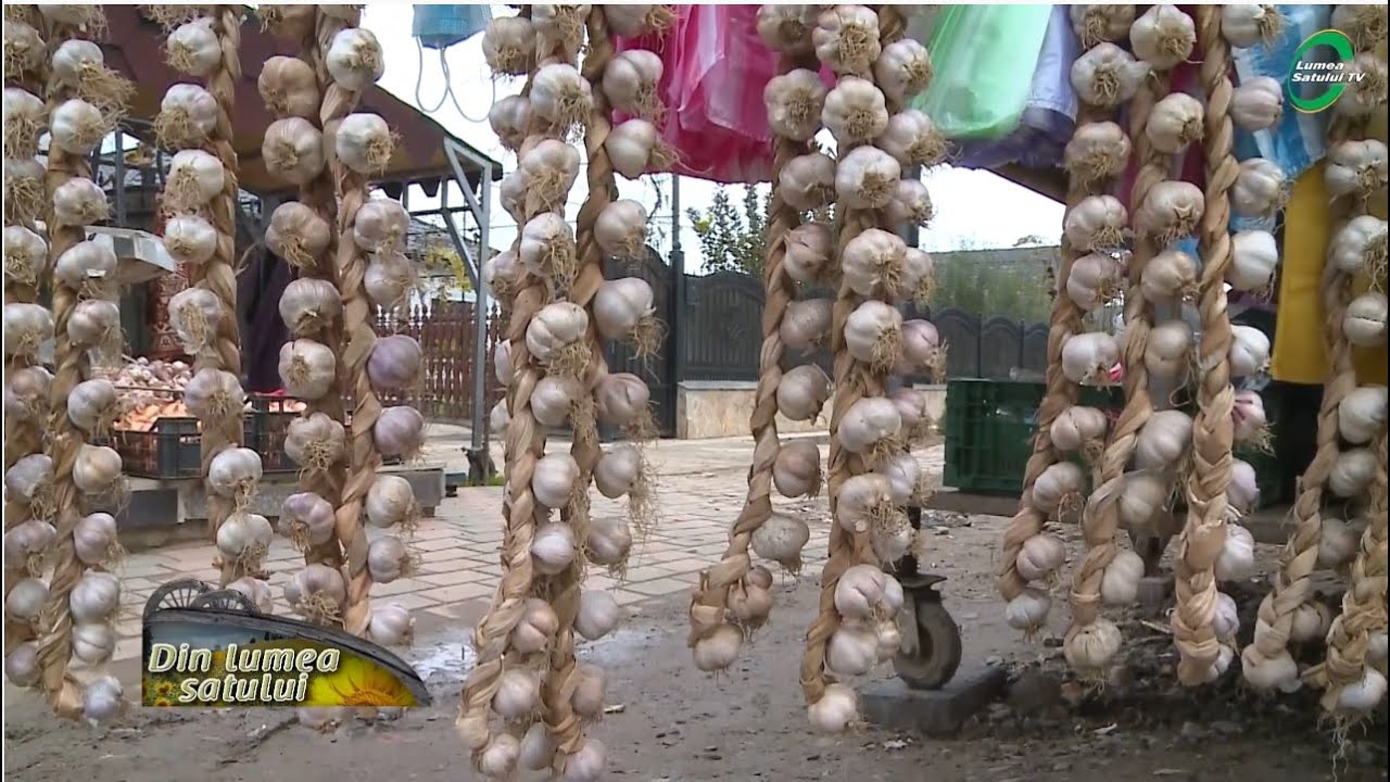 Copălău - patria usturoiului