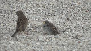 House sparrow / Passer domesticus : my first young of 2023