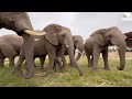 An Incredible, Chaotic Introduction for Phabeni &amp; All the Elephants in the Herd!