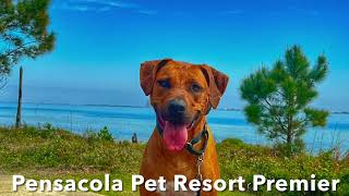 1 Year Old Rhodesian Ridgeback Blade | Pensacola Pet Resort Premier