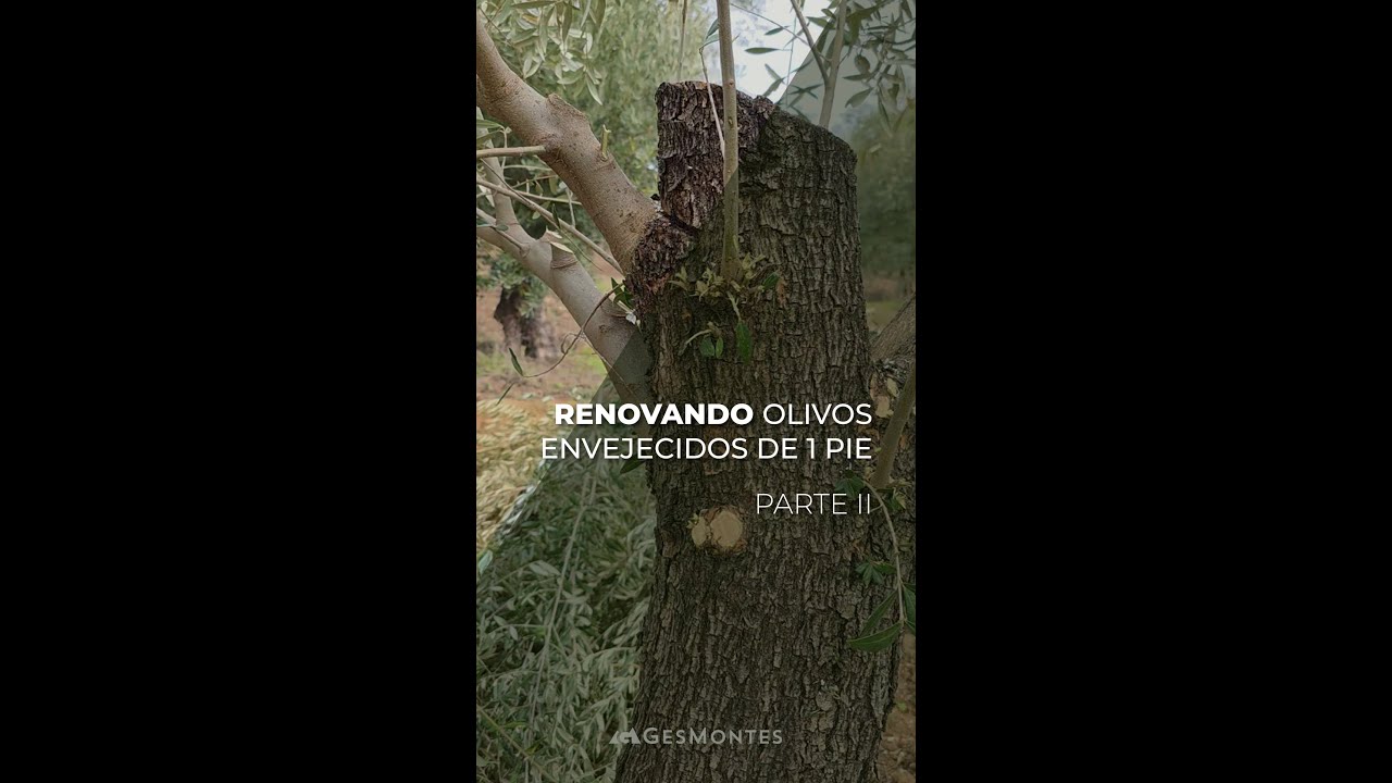 RENOVANDO OLIVOS ENVEJECIDOS DE 1 PIE - PARTE II