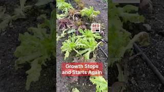 Growth Stops and Starts Again #climatechange #wintergrowing #growyourownfood
Some of the plants that we would like to grow over winter seem to go into a longer period where they dont grow very much when other crops continue to slowly grow. I wasnt really sure what caused this dormant period, but I came across a climate change index that indicated what might be happening, and how that might change in the near future. Growth Stops and Starts Again #climatechange #wintergrowing #growyourownfood