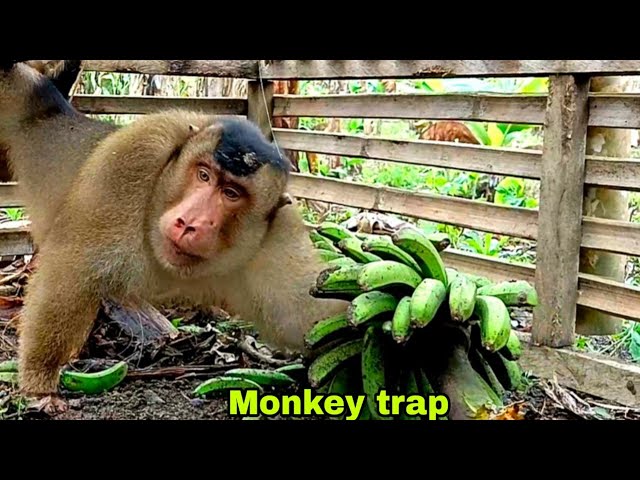 🔴The monkey trap in the residents' banana garden can be large class=