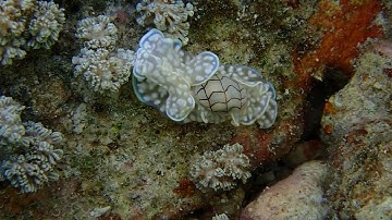 Micromelo undatus- Piti, Guam