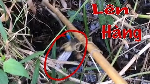 Câu cá lóc nhấp cá lóc bằng vịt con, lên hàng rung tay và những pha bay táp hấp dẫn cận cảnh