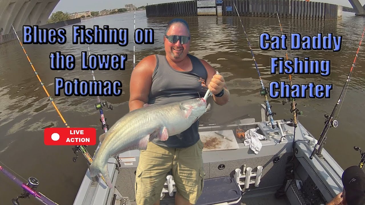 Fishing the lower Potomac for Blues with Cat Daddy Fishing Charter