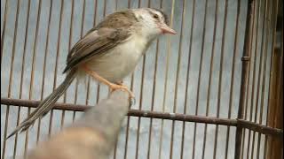 Suara Ciblek Sawah Jantan/Eder Eder Gacor Cocok buat masteran