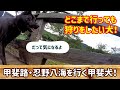 【Kai dog goes to Oshino Hakkai】甲斐犬の故郷山梨県へ!富士山の雪解け湧水忍野八海- 甲斐犬いち
