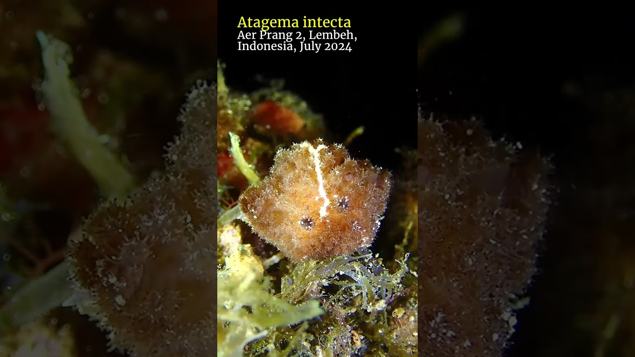 White Stripe Atagema 