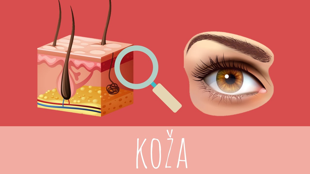 KOŽA - TVOJE TELO | MAGIČNA UČIONICA