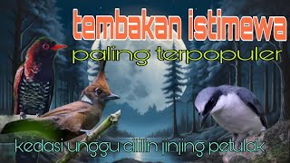 Masteran terpopuler paling istimewa 🔥