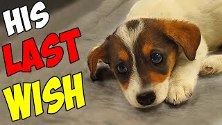 Abandoned Puppy's Only Wish was to be Loved