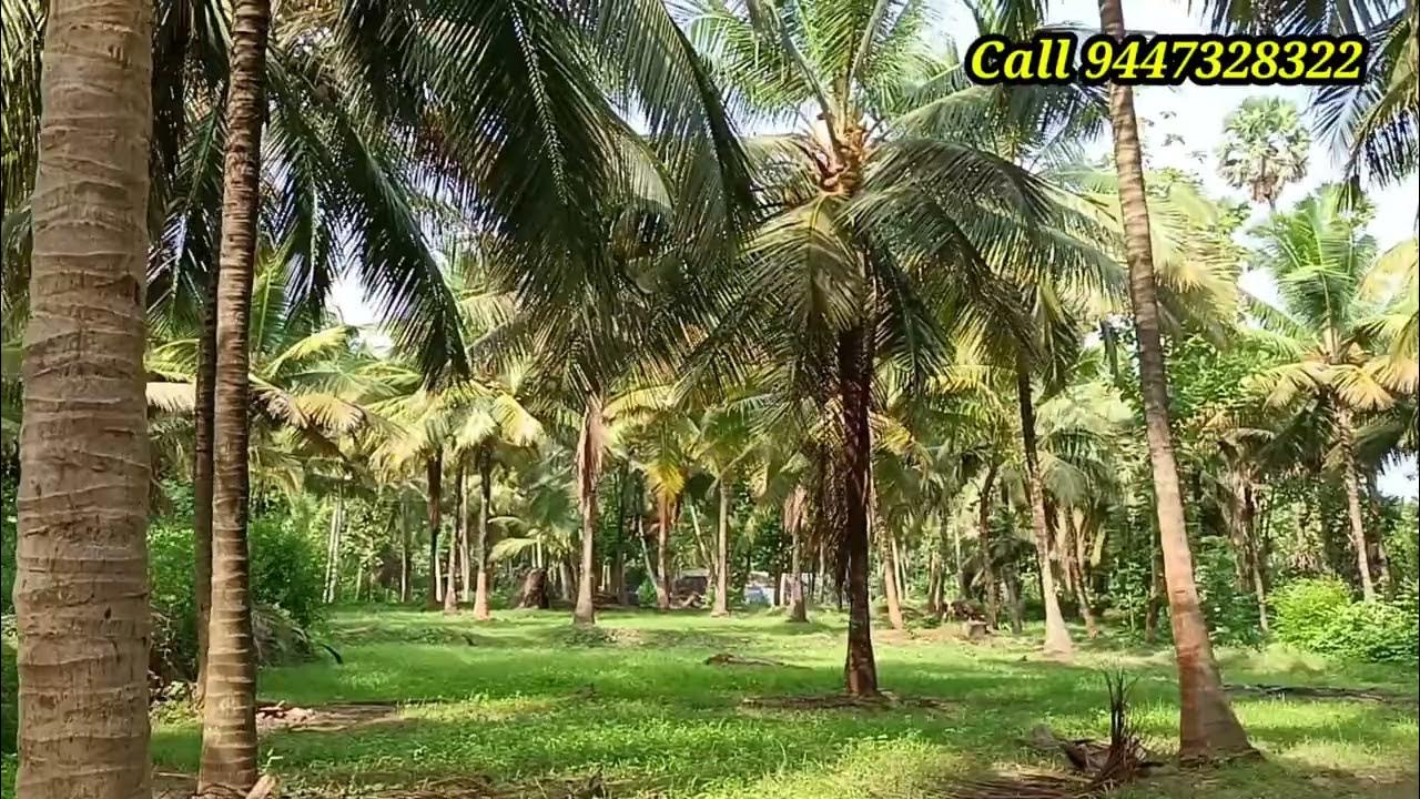 2 acres coconut farm for sale in kozhinjampara! palakkad dt, palakkad properties YouTube
