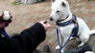 Kishu - Waiting For The Snack