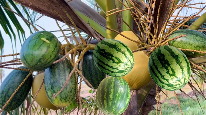 Great idea: to grafting coconuts with watermelon to get  Coconut tree bears fruit as a watermelon