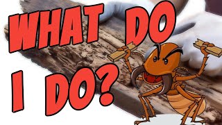 What do I do About Termites