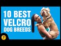 Top 10 Velcro Dog Breeds that won't Leave your side