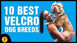 Top 10 Velcro Dog Breeds that won't Leave your side by Animaltube 19,479 views 3 years ago 7 minutes, 16 seconds